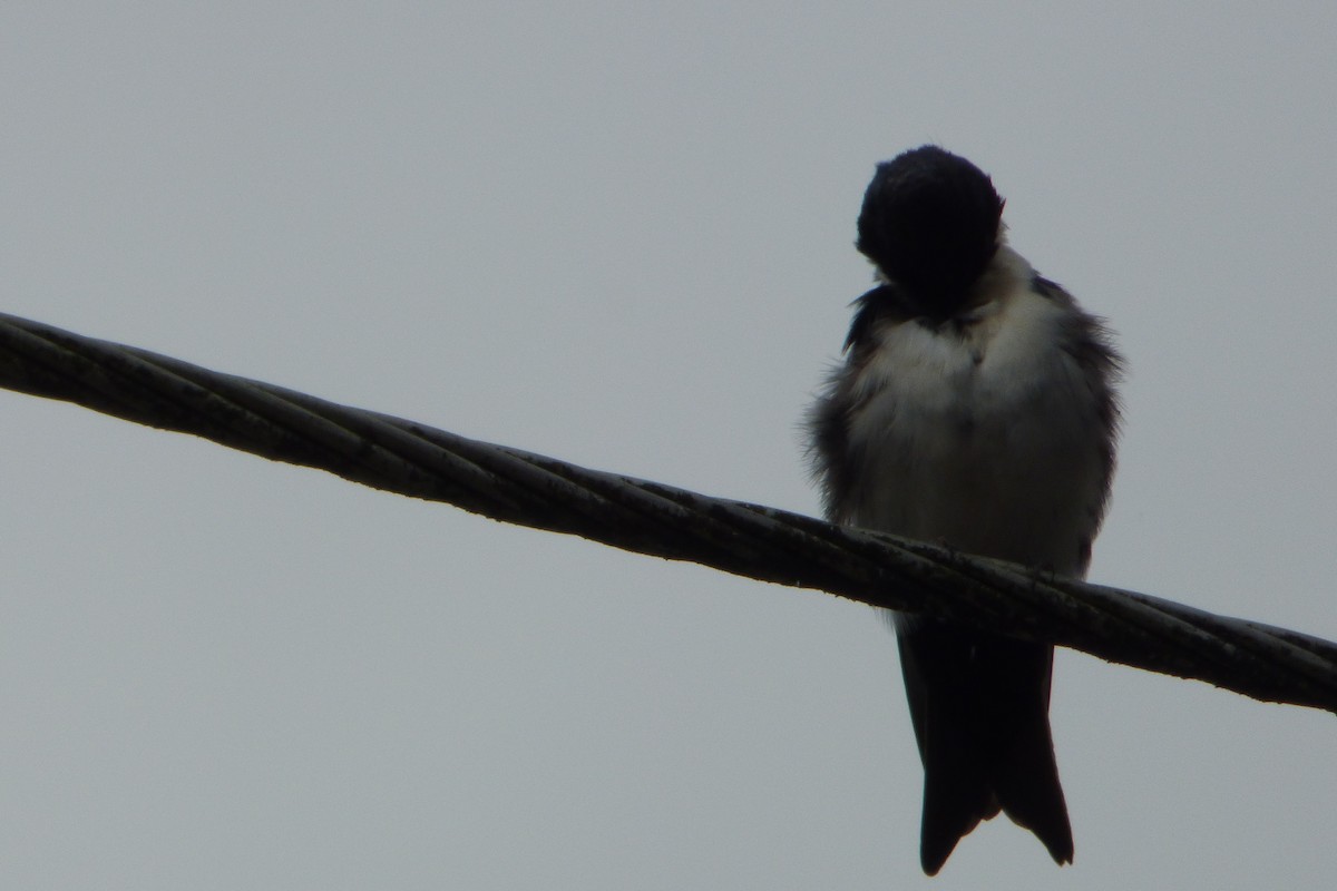 Golondrina Barranquera (cyanoleuca) - ML314835881