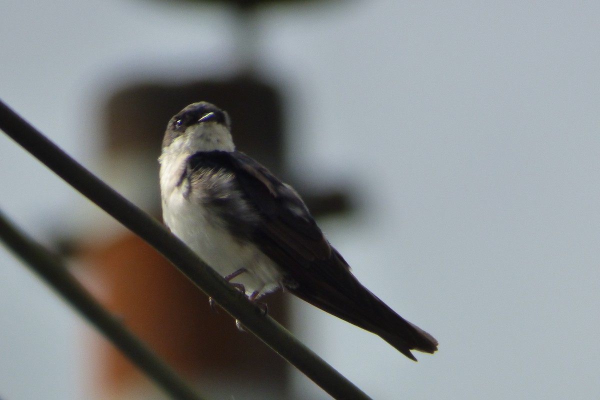 Blue-and-white Swallow (cyanoleuca) - ML314835891