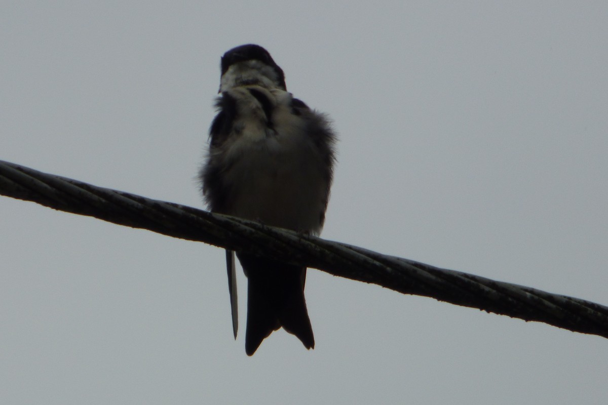 Blue-and-white Swallow (cyanoleuca) - ML314835901