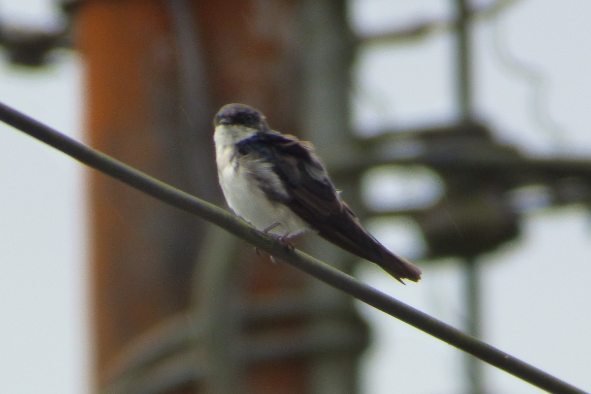 Blue-and-white Swallow (cyanoleuca) - ML314835911