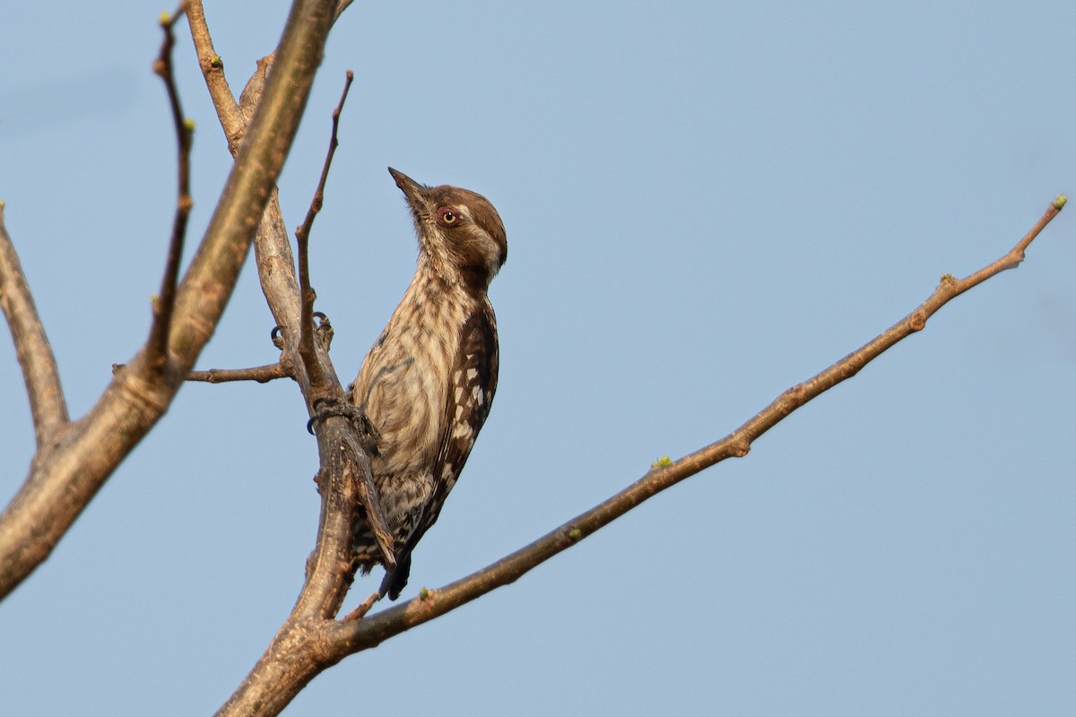 Brown-capped Pygmy Woodpecker - Hari K Patibanda
