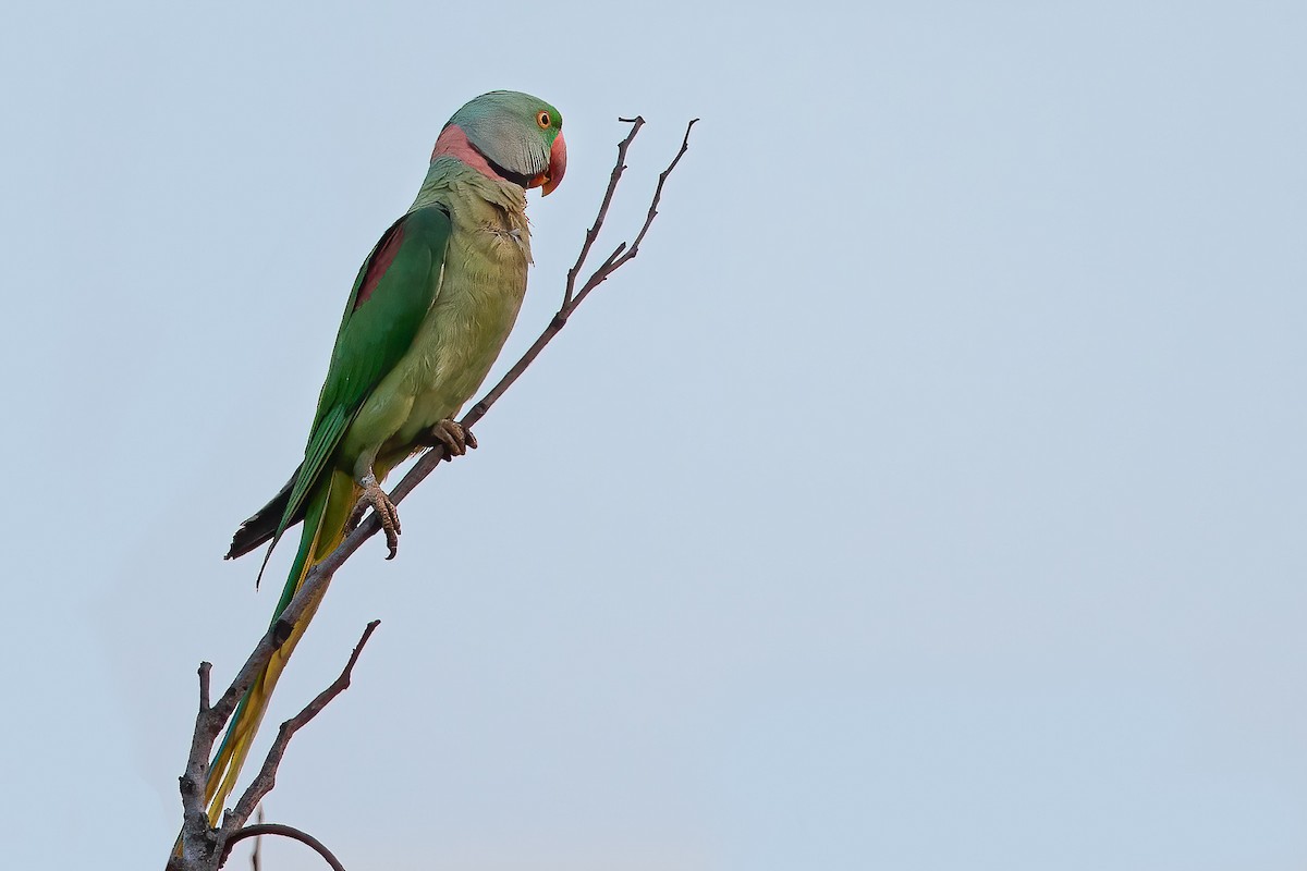 Alexandrine Parakeet - ML314837111