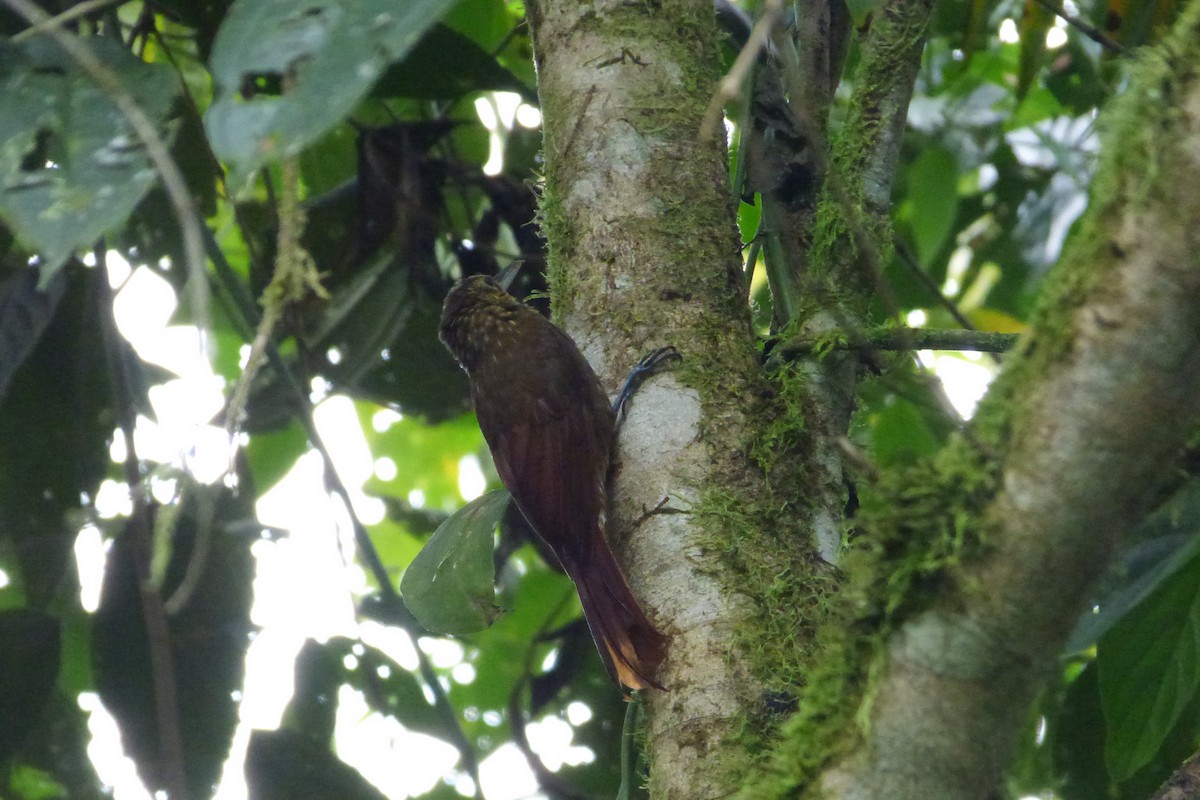 Spotted Woodcreeper - ML314837361