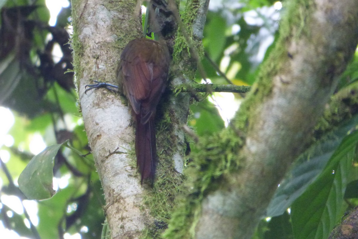 Spotted Woodcreeper - ML314837371