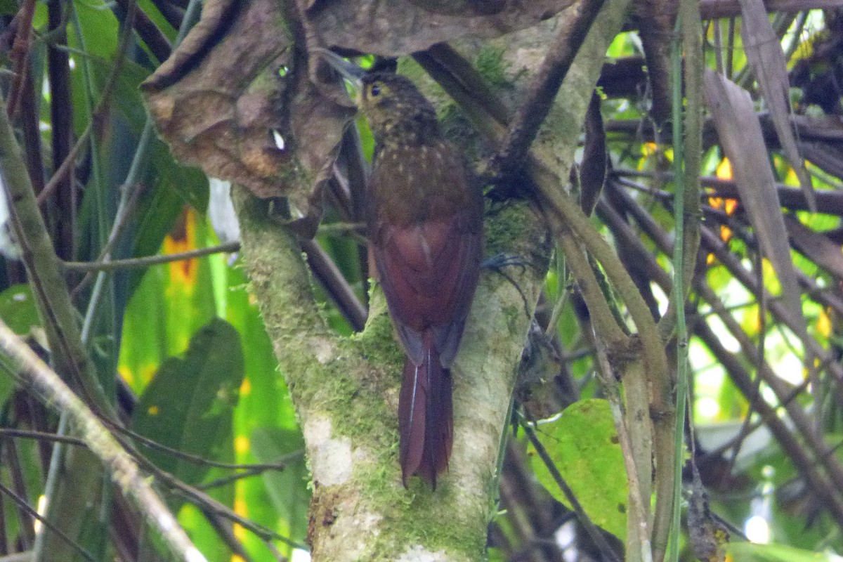 Spotted Woodcreeper - ML314837411