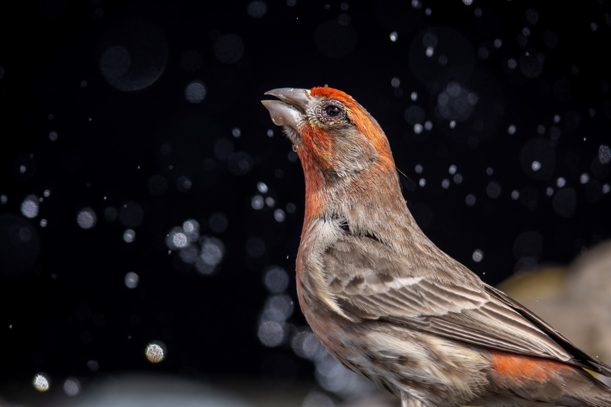 House Finch - ML314838091