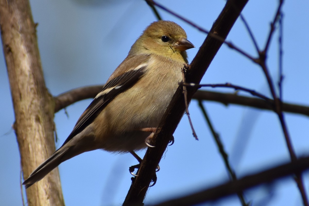 American Goldfinch - ML314841211