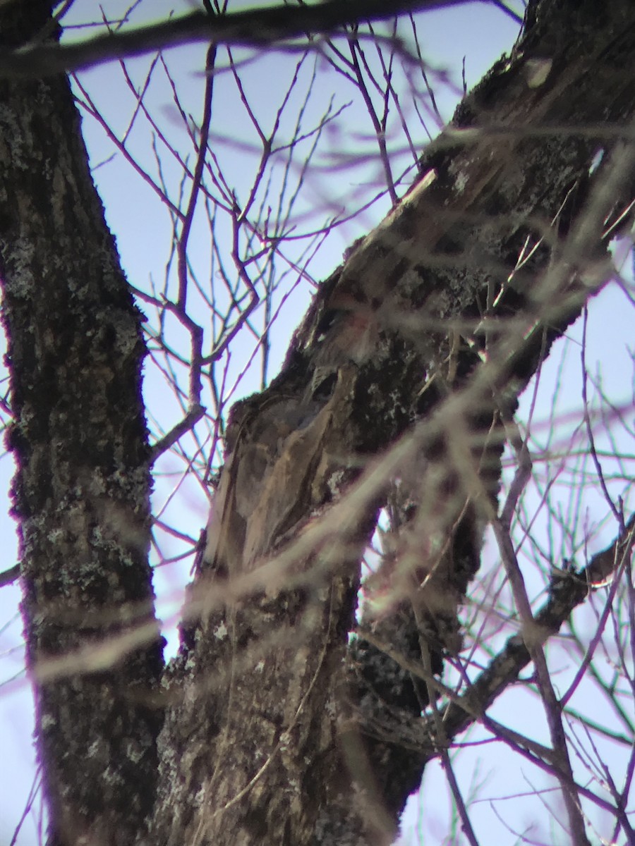 White-winged Crossbill - ML314841721