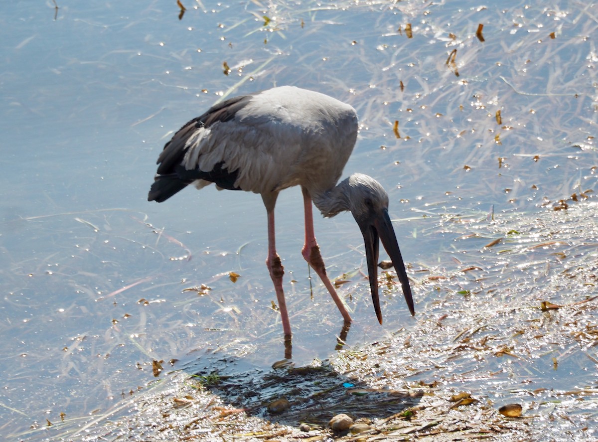 Asian Openbill - Bitty Roy