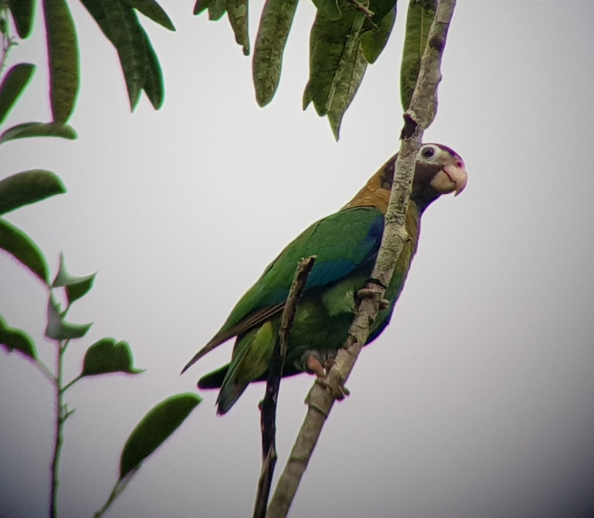 Brown-hooded Parrot - Mario Choco