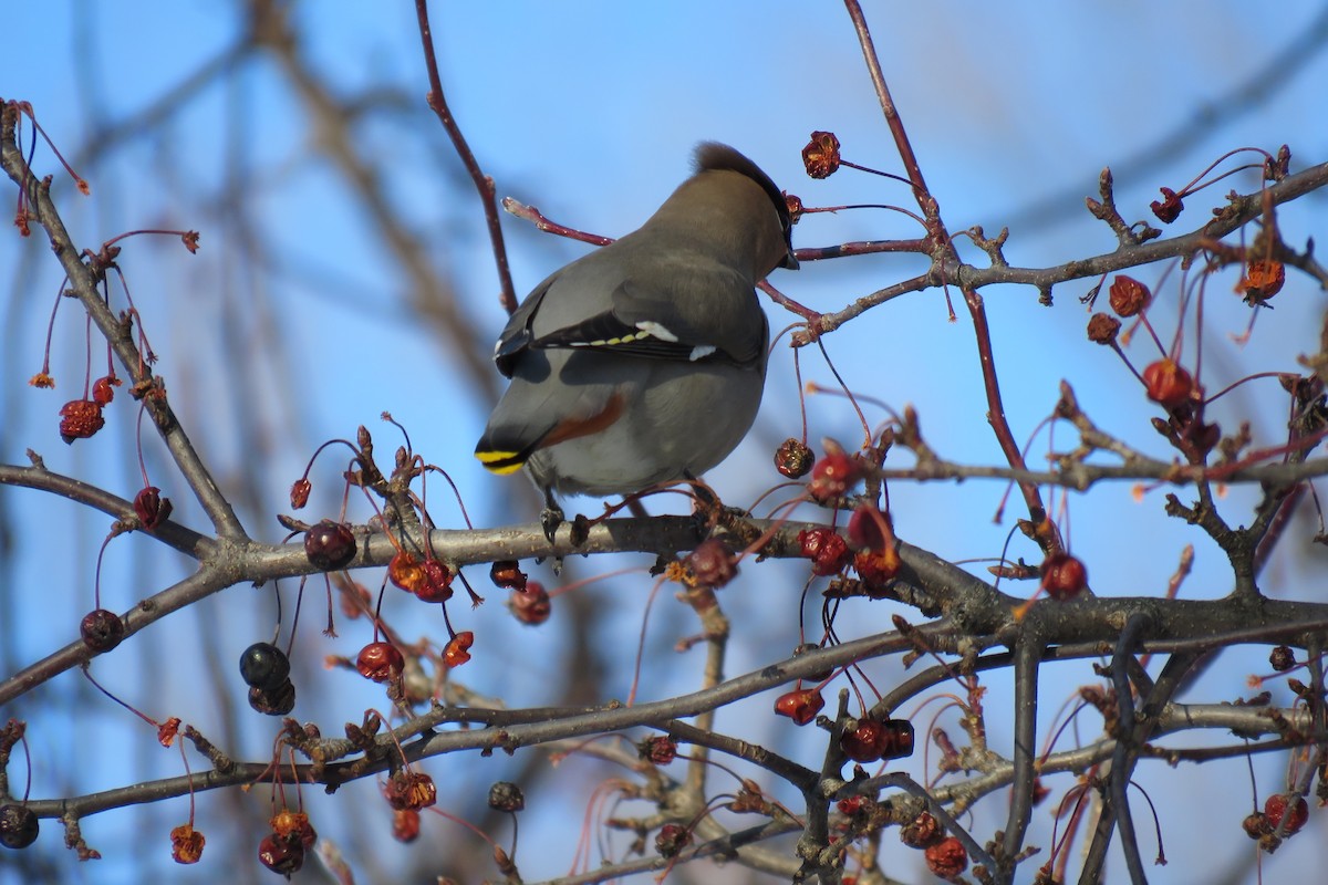 Bohemian Waxwing - ML314843051