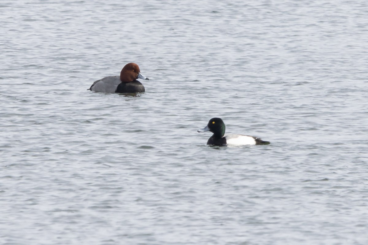Greater Scaup - ML314845481