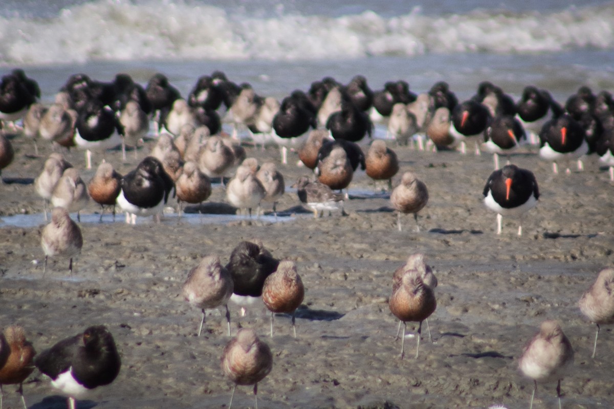 Surfbird - ML314846291