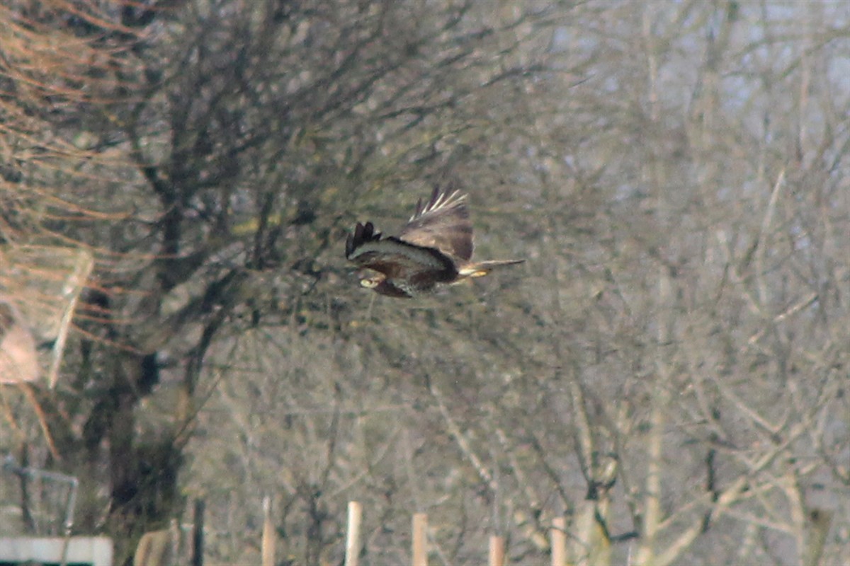 Common Buzzard - ML314848011