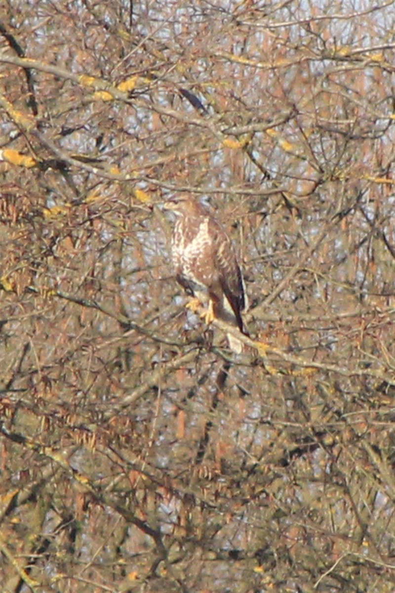 Common Buzzard - ML314848021