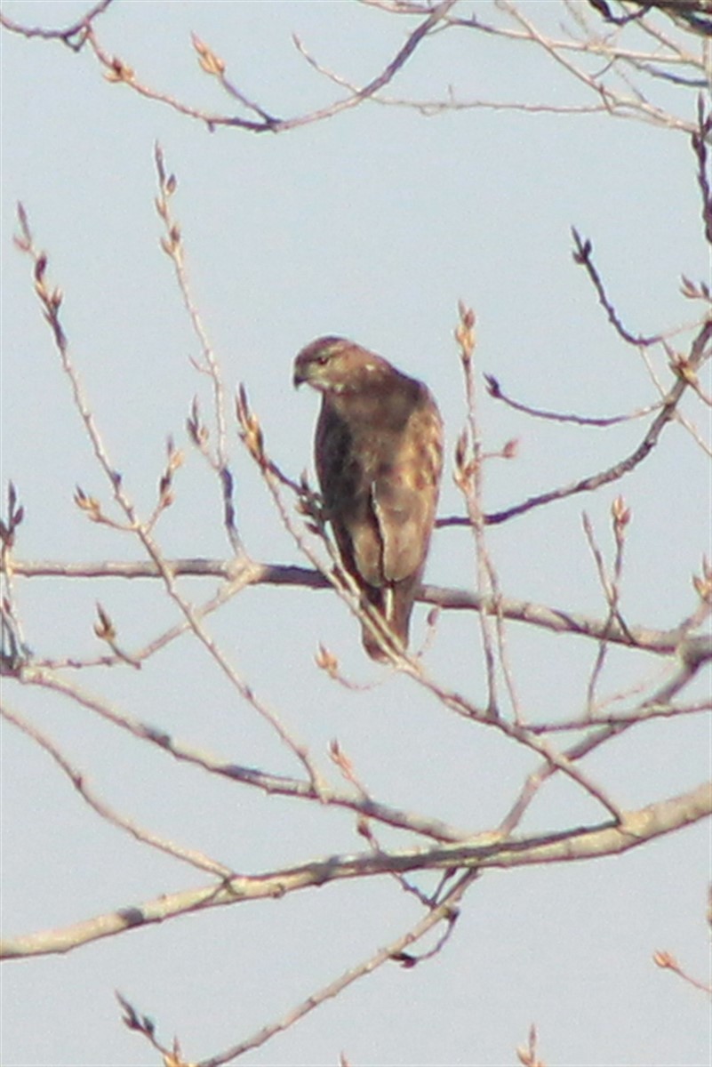 Common Buzzard - Salih MALAKCIOGLU