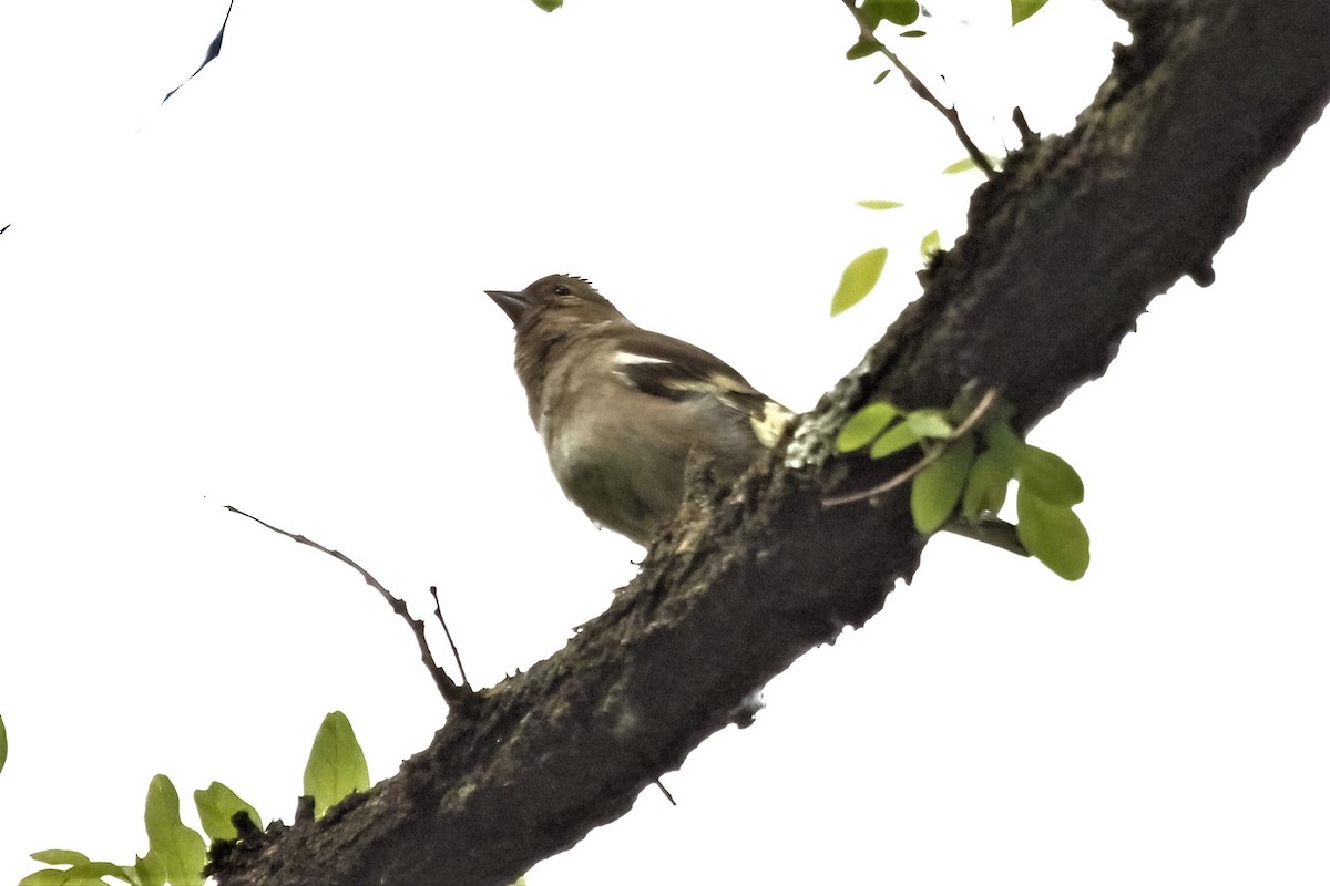 Common Chaffinch - ML314849761