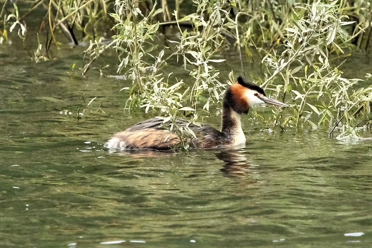 Great Crested Grebe - ML314850741