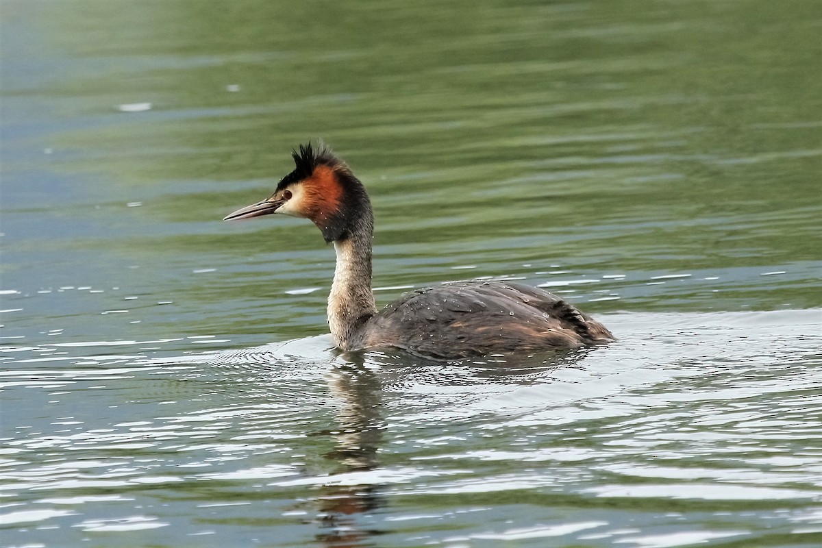 Great Crested Grebe - ML314850761