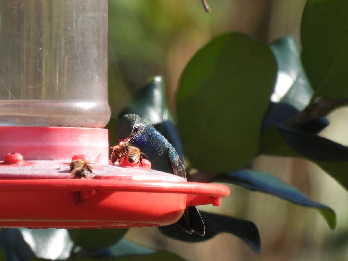 Broad-billed Hummingbird - ML314852701