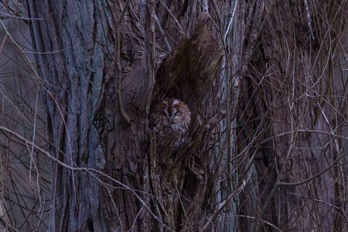Tawny Owl - Jacob Poul Skoubo