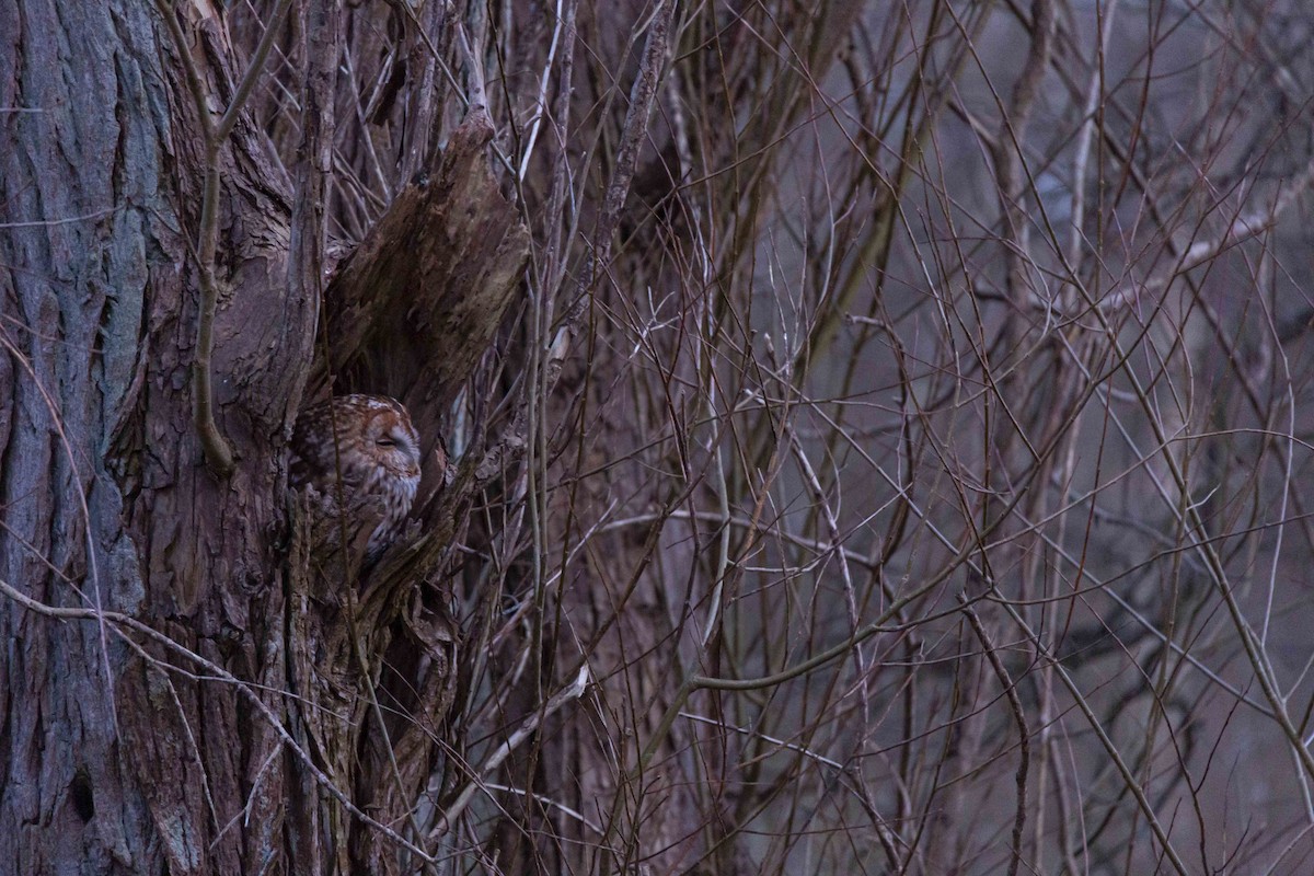 Tawny Owl - Jacob Poul Skoubo