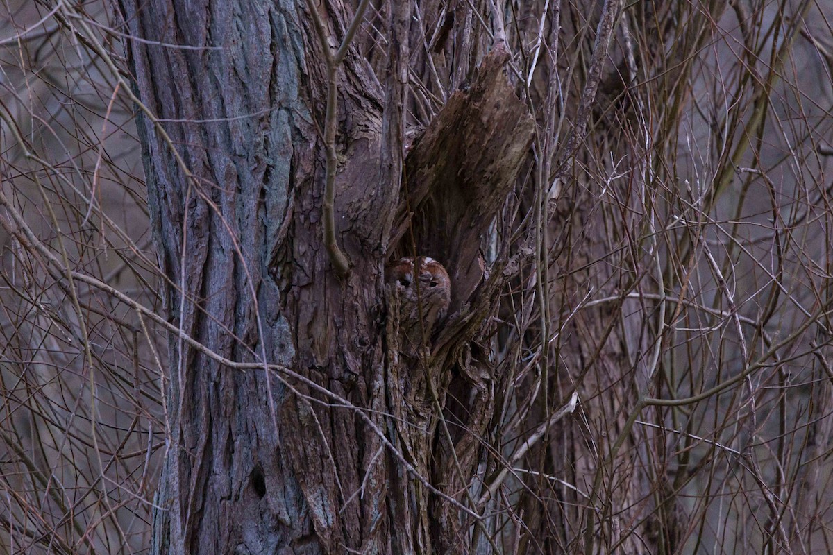 Tawny Owl - ML314853201