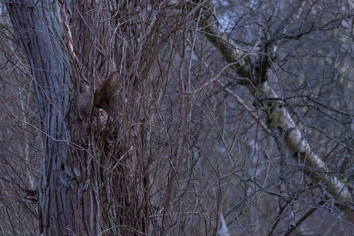 Tawny Owl - Jacob Poul Skoubo