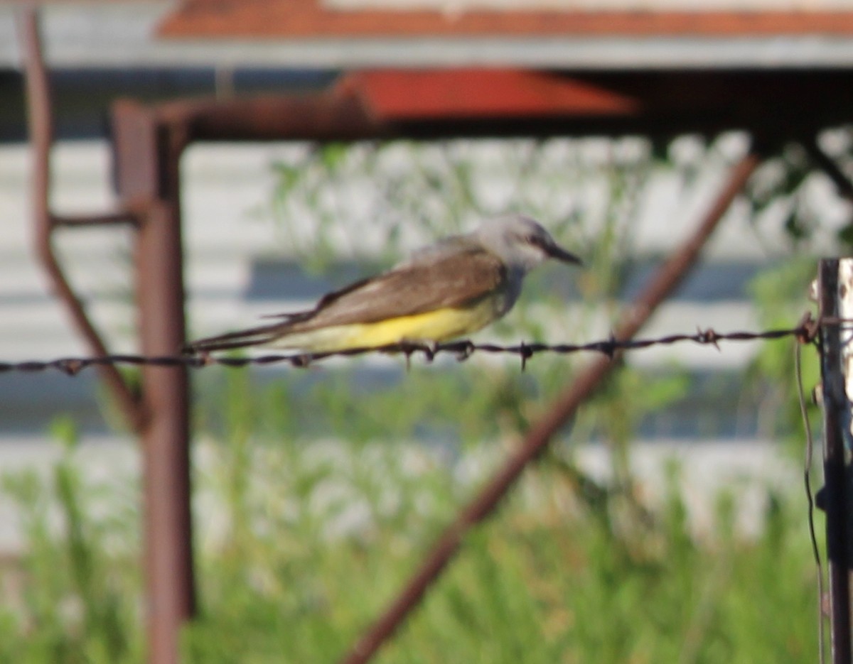 Western Kingbird - ML31485331