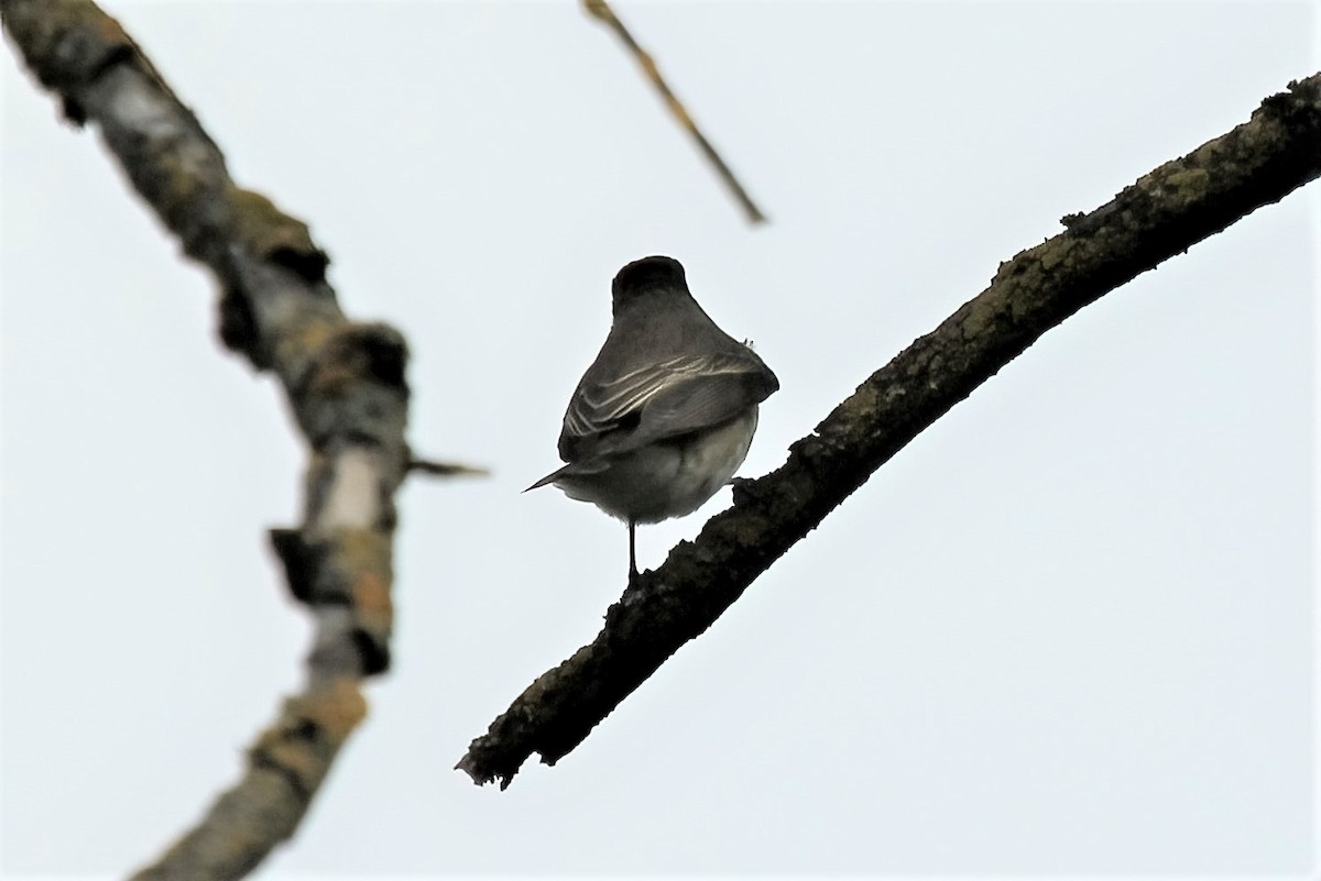 Spotted Flycatcher - ML314853741