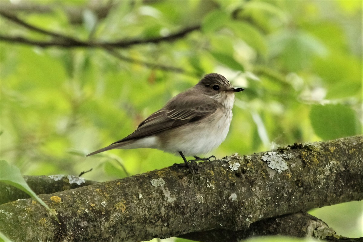 Spotted Flycatcher - ML314853771