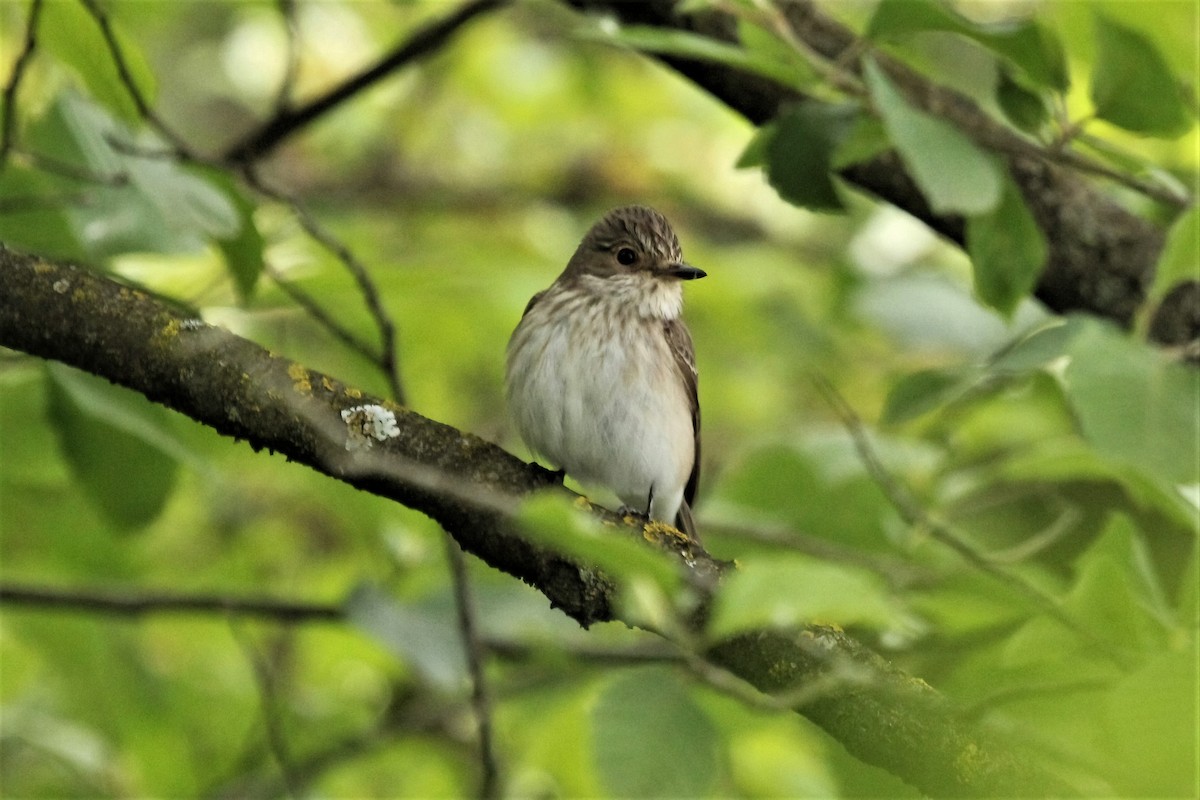 Spotted Flycatcher - Leonardo Rassu