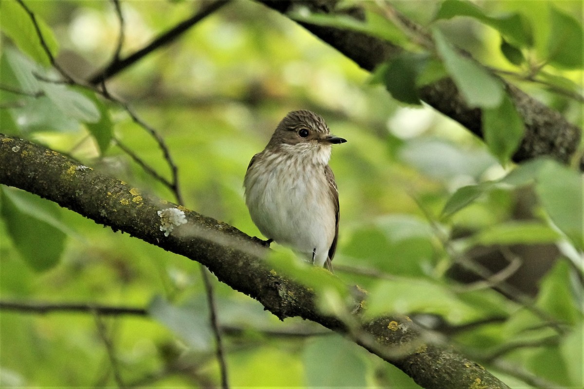 Spotted Flycatcher - ML314853791