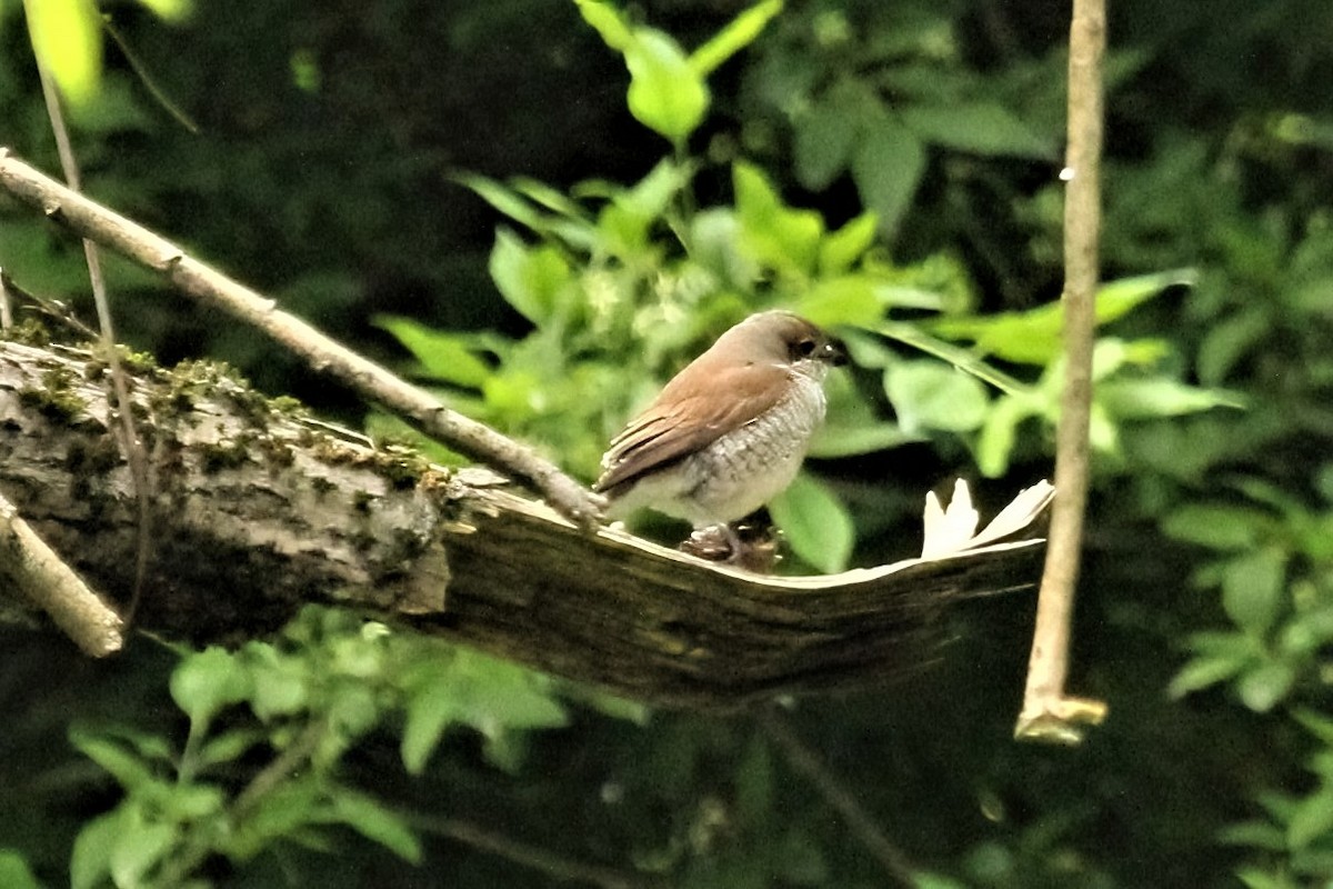 Red-backed Shrike - ML314854391