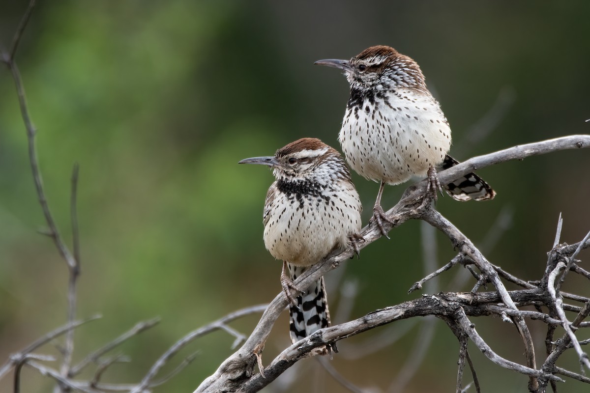 Cactus Wren - ML314855751