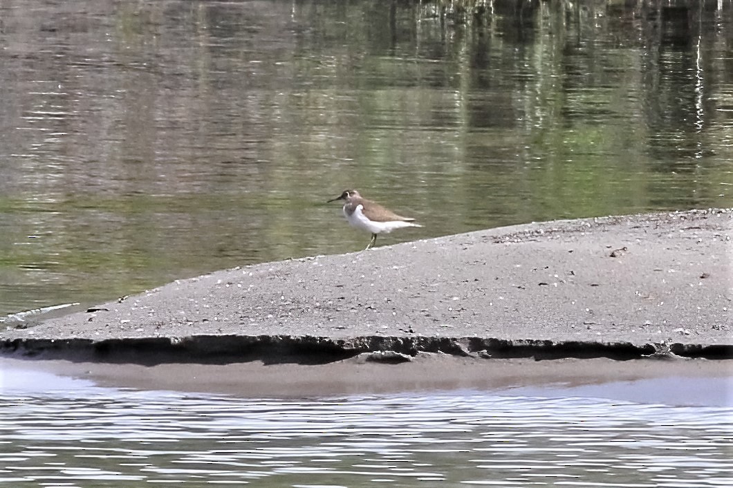 Common Sandpiper - ML314855791