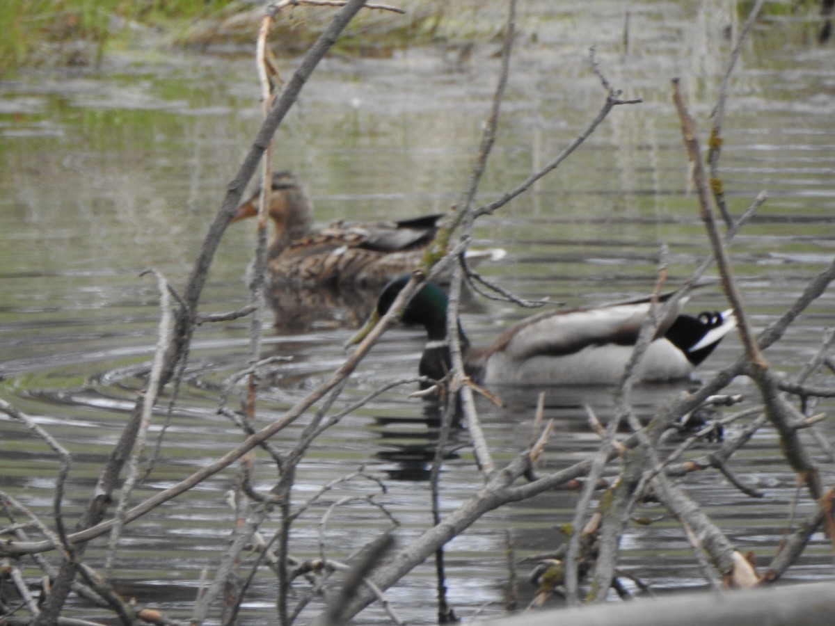 Canard colvert - ML314855971