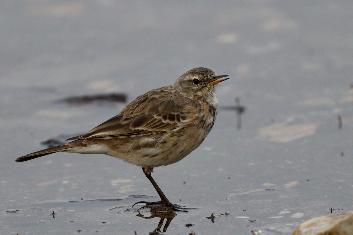 Water Pipit - Manuel Segura Herrero