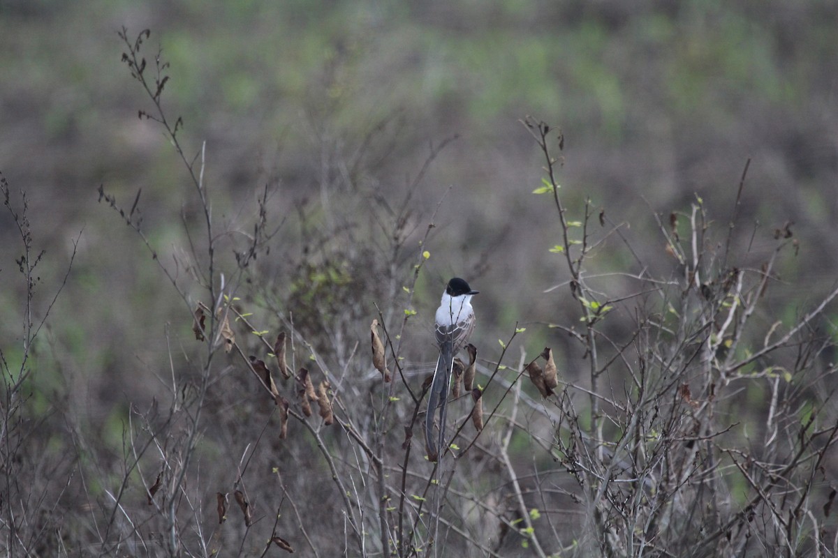 Fork-tailed Flycatcher - ML314858081