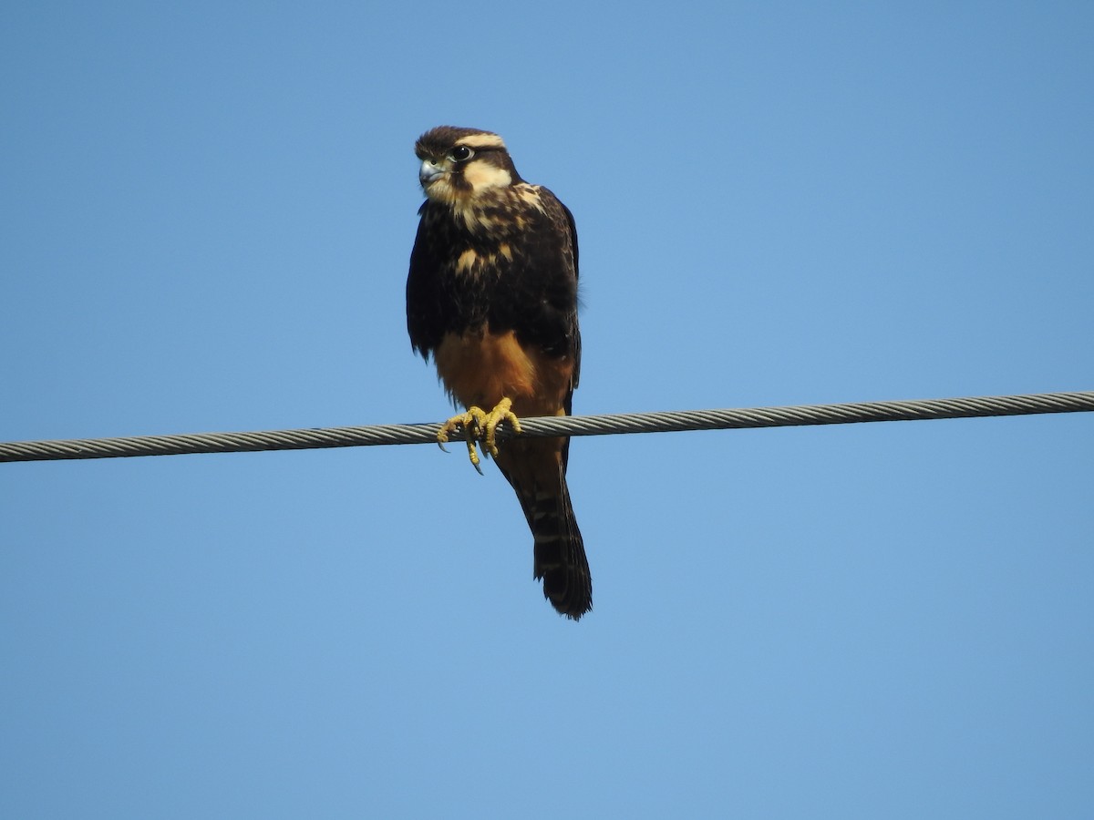 Aplomado Falcon - Viviana Giqueaux