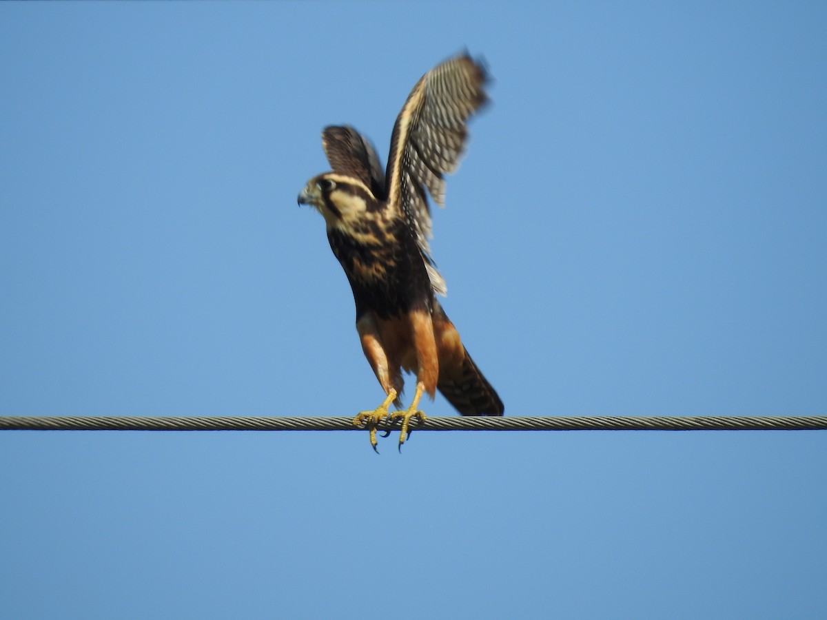 Aplomado Falcon - Viviana Giqueaux