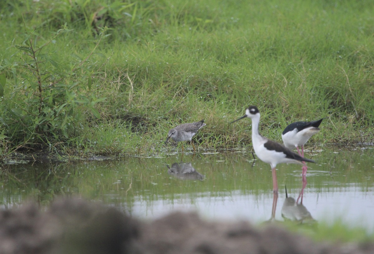 Lesser Yellowlegs - ML314859181