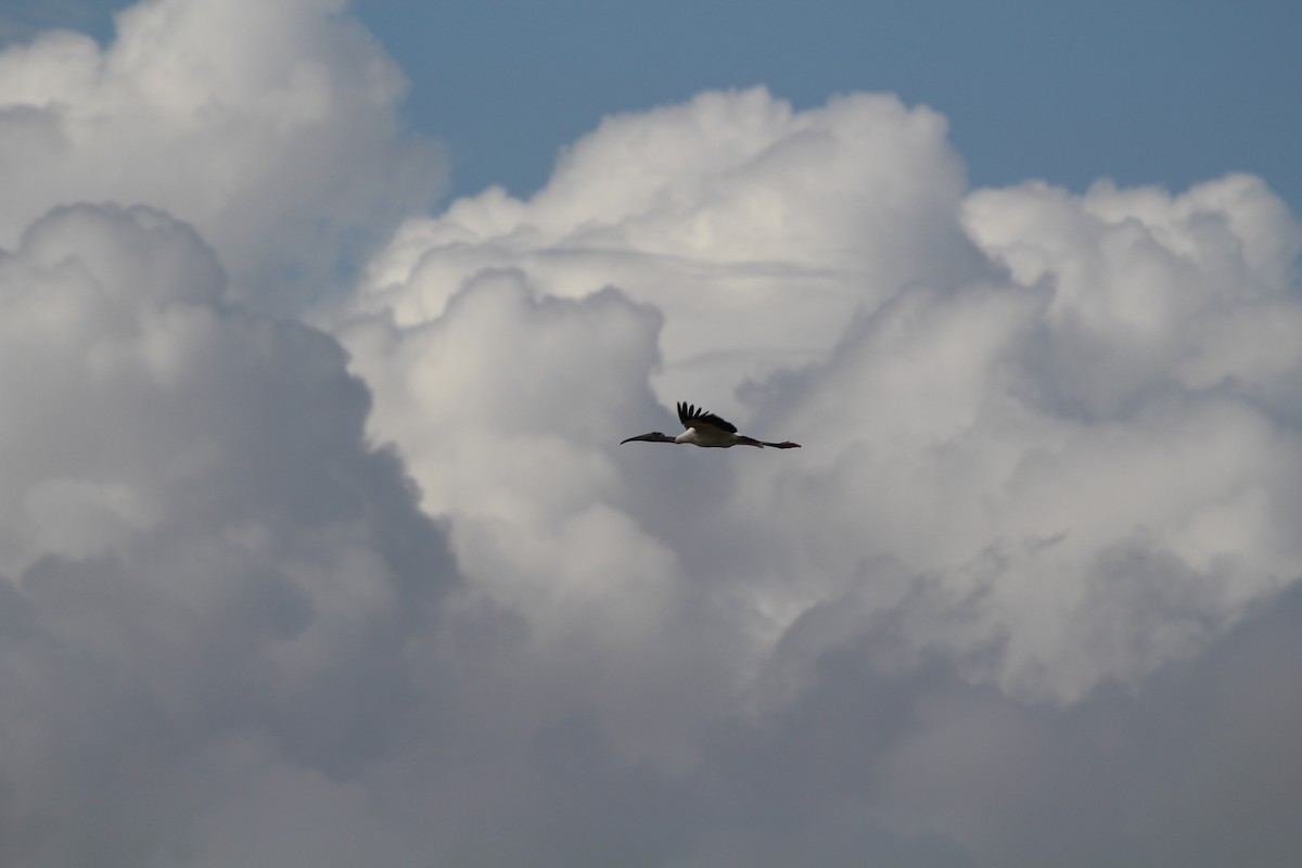 Wood Stork - ML314860231