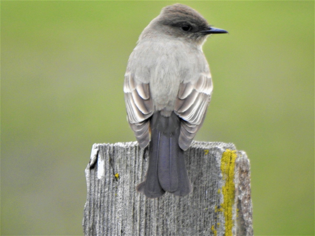 Say's Phoebe - ML314860281