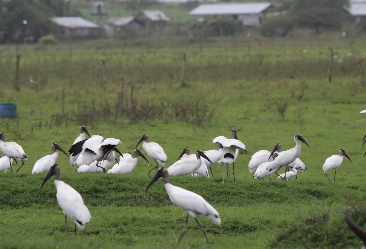 Wood Stork - ML314861551