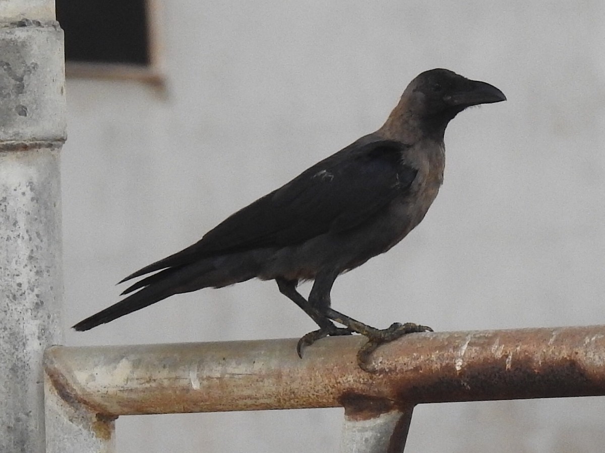 House Crow - ML31486271