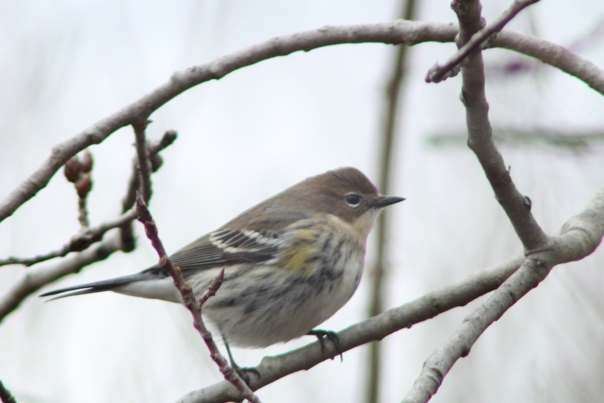 Yellow-rumped Warbler - ML314863771