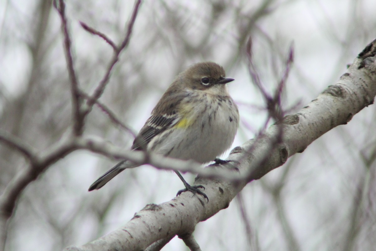 Yellow-rumped Warbler - ML314863781