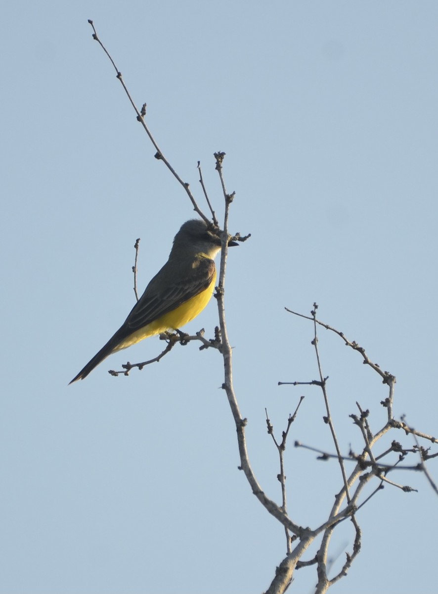 Tropical Kingbird - Richard Garrigus