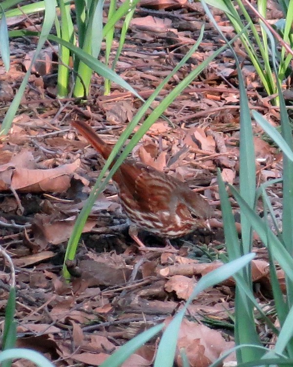 Fox Sparrow - ML314872601